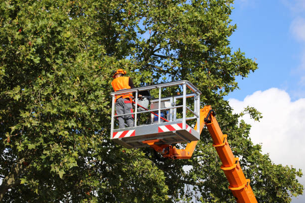 How Our Tree Care Process Works  in  Clear Lake, WI